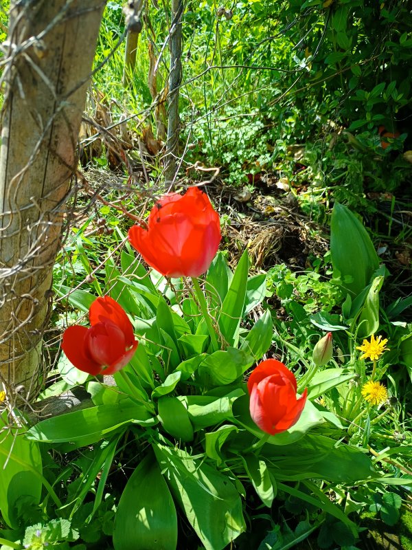 Photo B